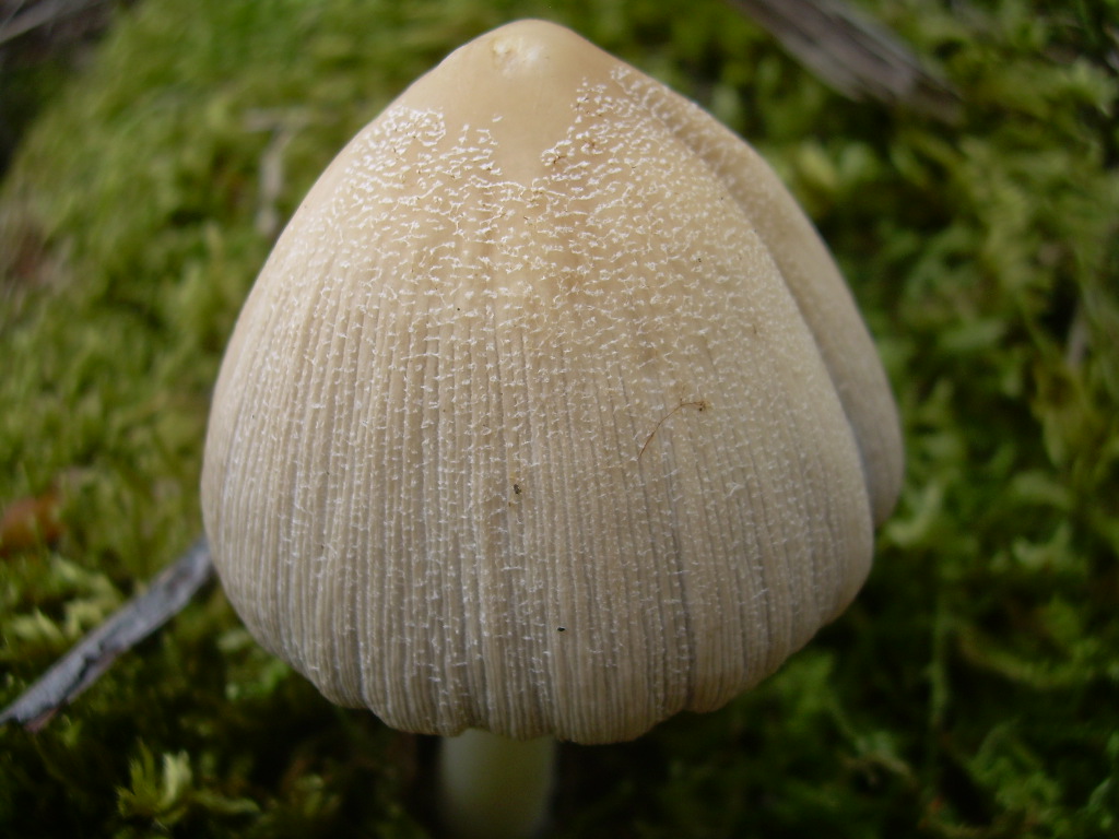 Coprinus radians?