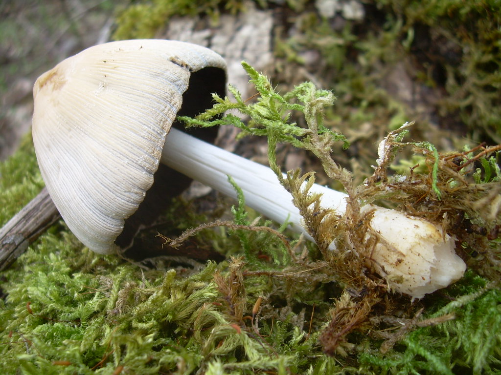 Coprinus radians?