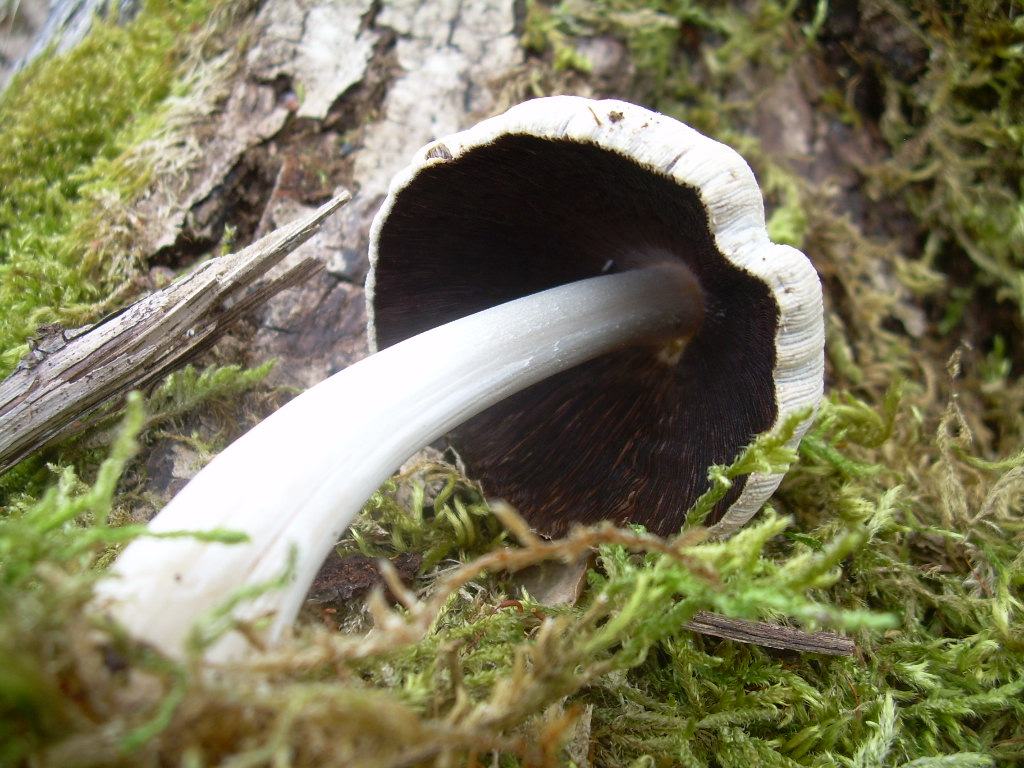 Coprinus radians?