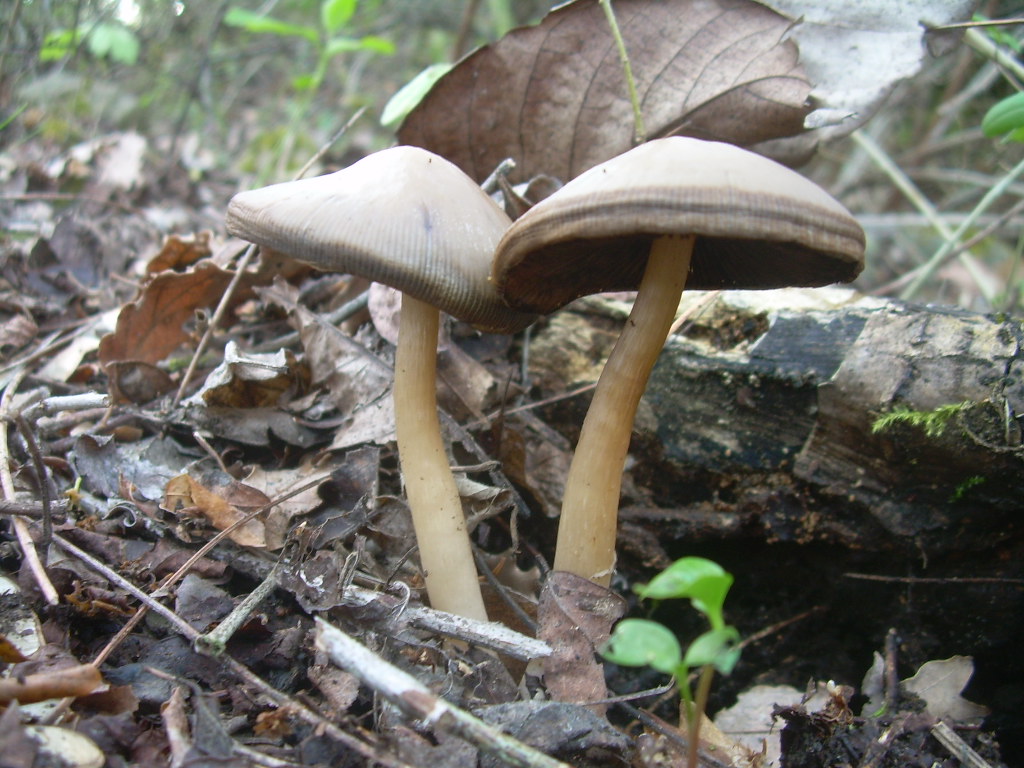 Psathyrella spadiceogrisea?????