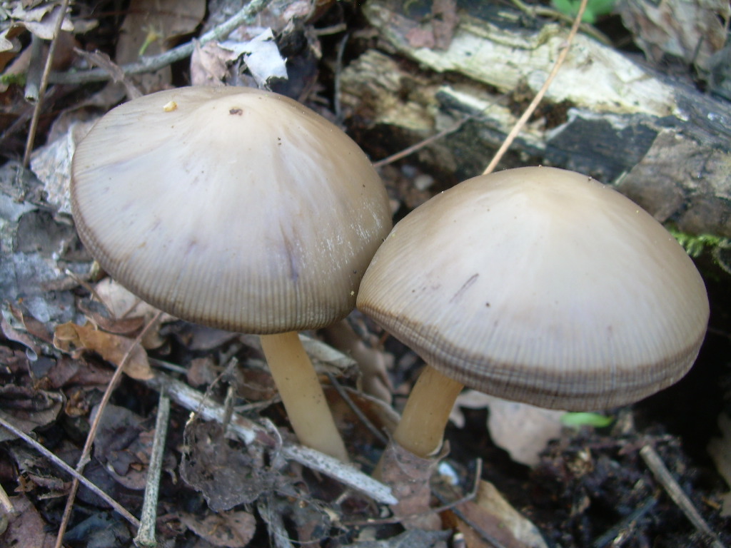 Psathyrella spadiceogrisea?????