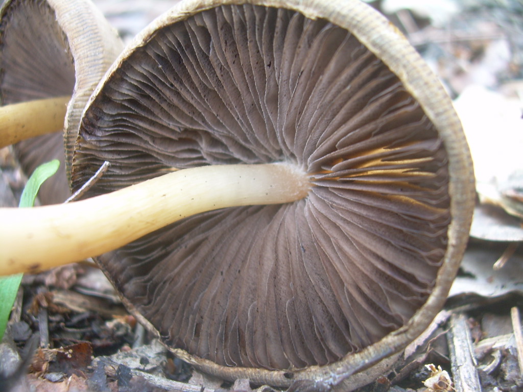 Psathyrella spadiceogrisea?????