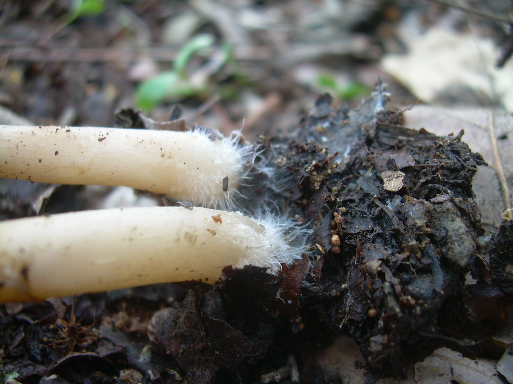 Psathyrella spadiceogrisea?????