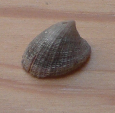 Fissurellidae, Port Vendres