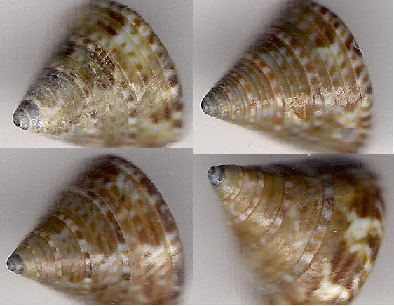 Calliostomatidae, los Escullos.