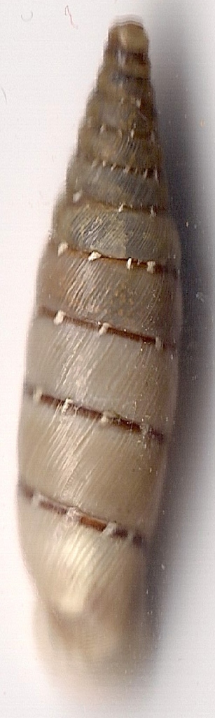 Clausiliidae