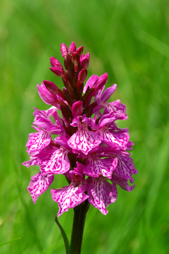 Dactylorhiza