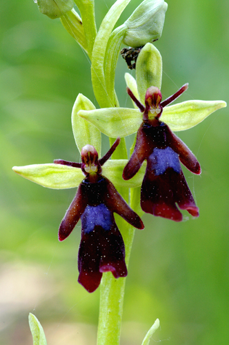 il meglio fiore 2008