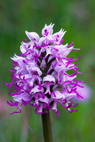 Ophrys e Orchis