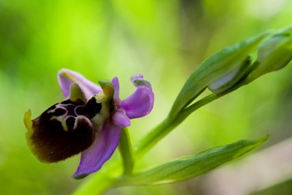 Ophrys e Orchis