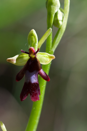 Ophrys e Orchis