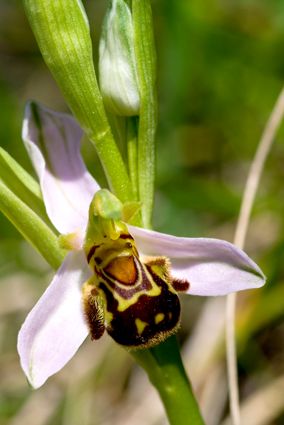 Ophrys e Orchis