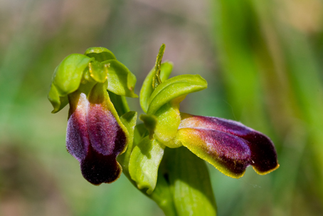 Ophrys e Orchis