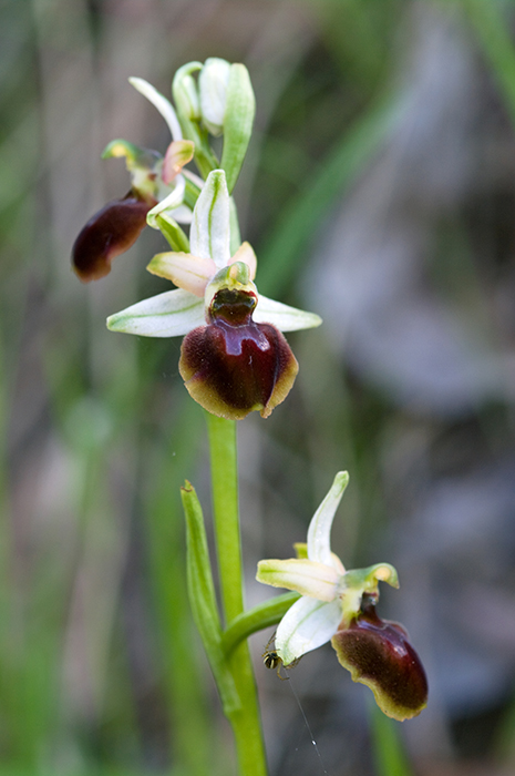 O.sphegodes?