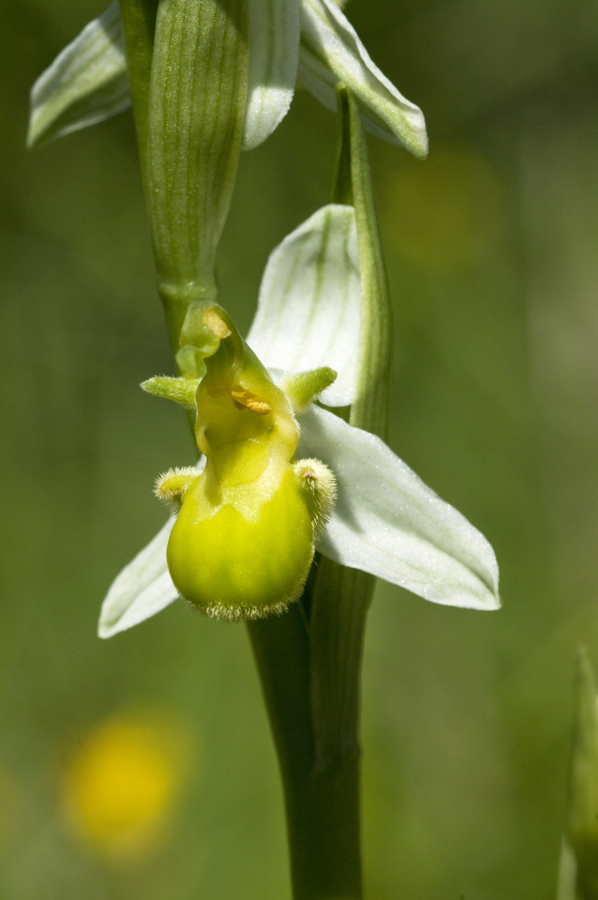 Ophrys apifera var:chlorantha