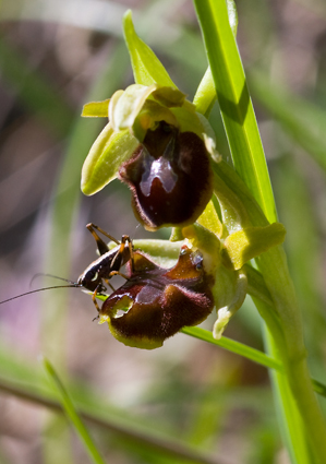 Ophrys e Orchis