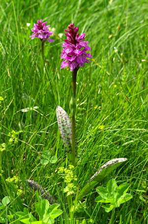 Dactylorhiza