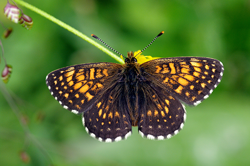 Riconoscimento - M. diamina, Erebia ligea