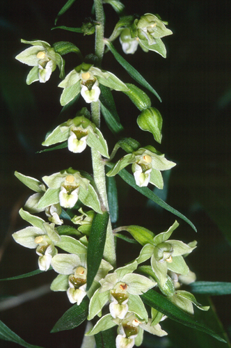 Epipactis helleborine / Elleborine comune