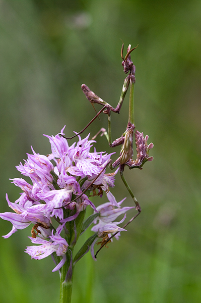 Neotinea (Orchis) tridentata con alieno (Empusa pennata)