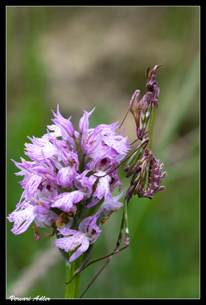 Neotinea (Orchis) tridentata con alieno (Empusa pennata)