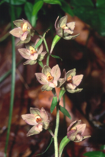 Epipactis helleborine / Elleborine comune