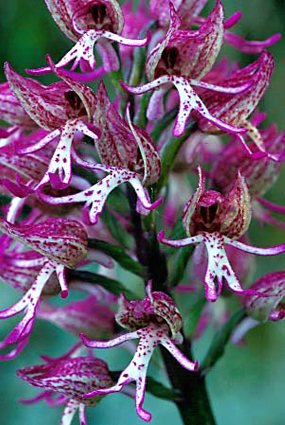 ibrido: Orchis purpurea x O. simia