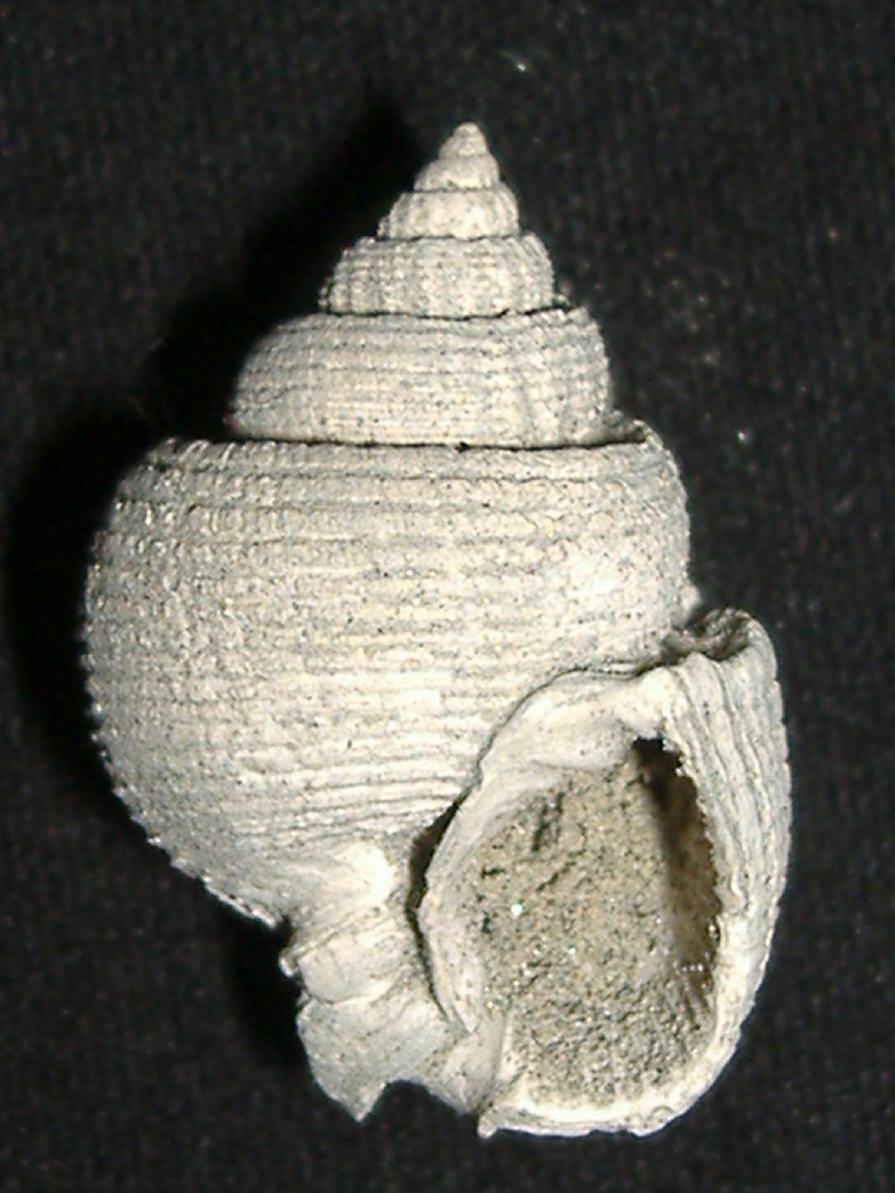 id pliocene biellese