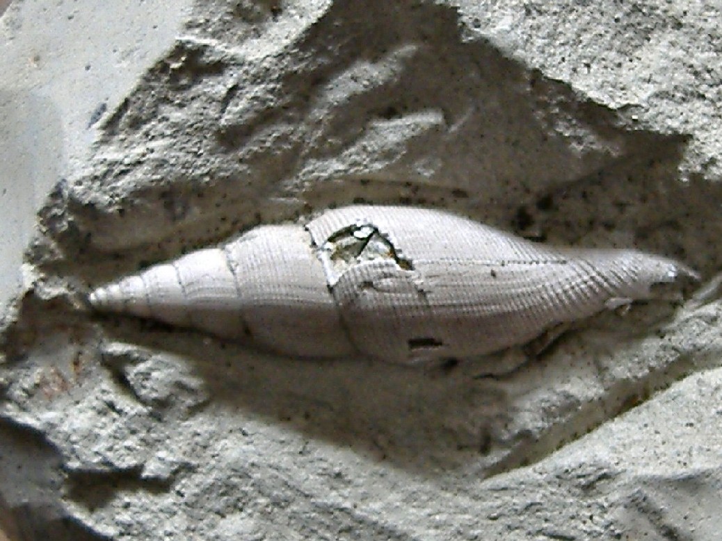 Metula mitraeformis (Brocchi, 1814) - Pliocene.