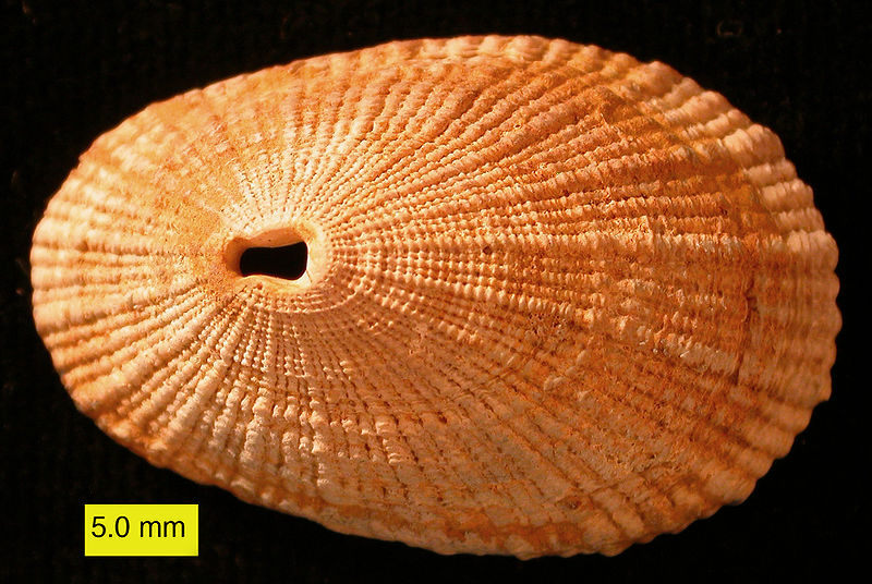 Diodora italica (Defrance, 1820), Pleistocene,Br