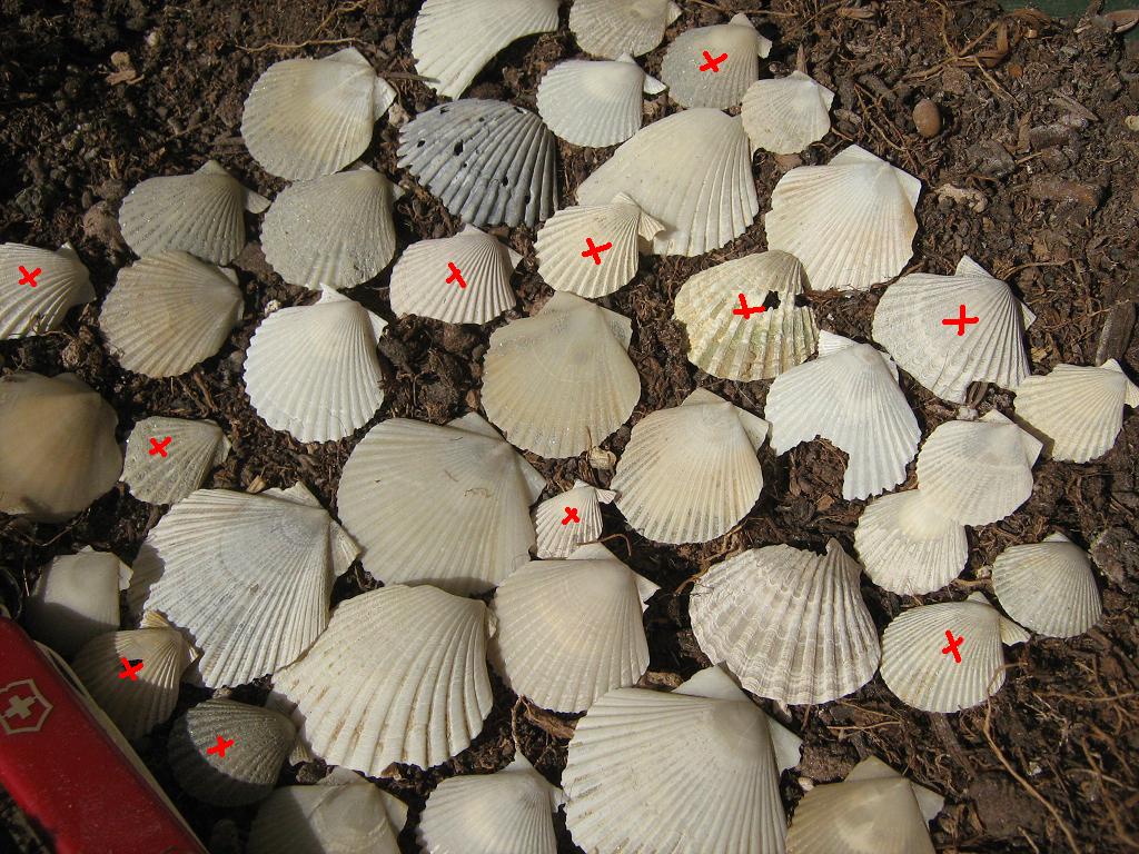 Pecten minuscoli