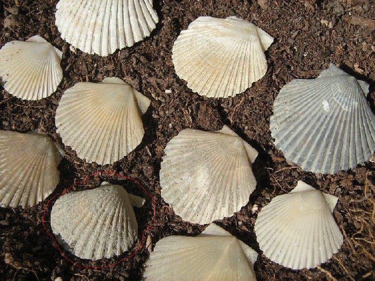 Piccoli pecten