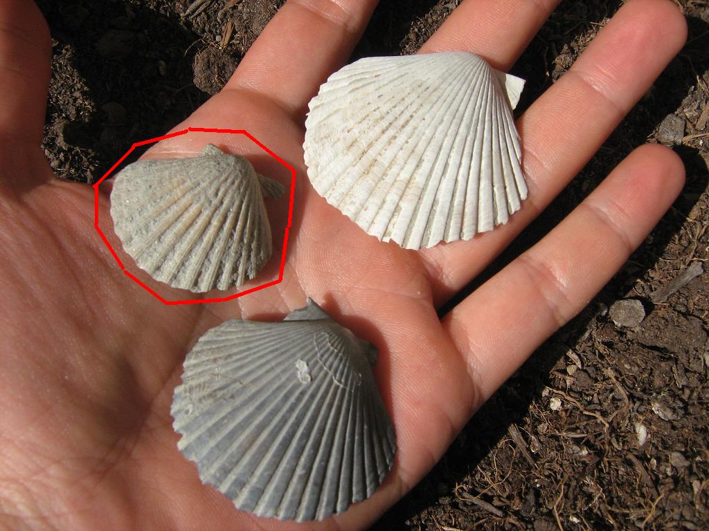 Piccoli pecten