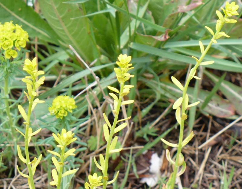 Euphorbia cyparissias / Euforbia cipressina