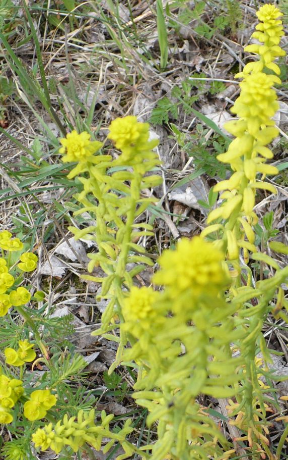 Euphorbia cyparissias / Euforbia cipressina