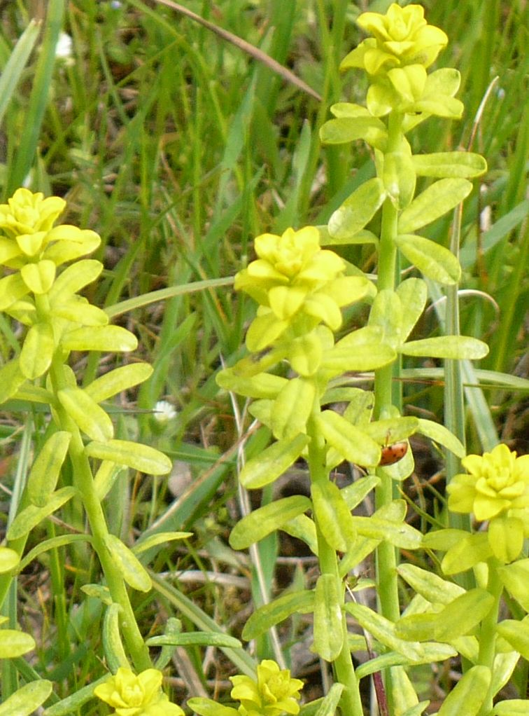 Euphorbia cyparissias / Euforbia cipressina