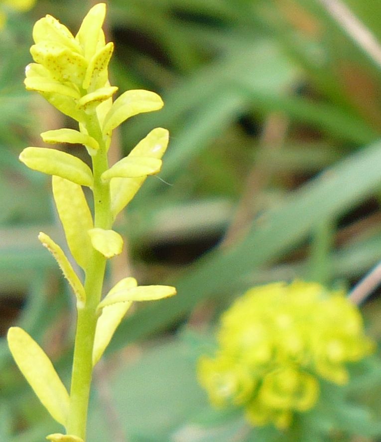 Euphorbia cyparissias / Euforbia cipressina