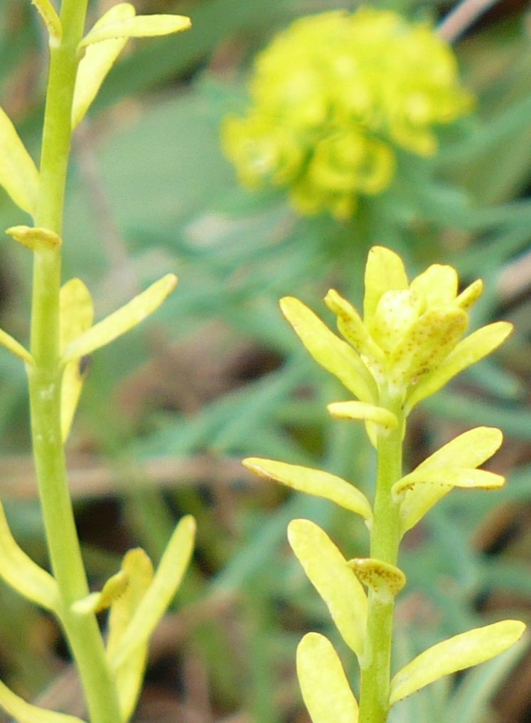 Euphorbia cyparissias / Euforbia cipressina