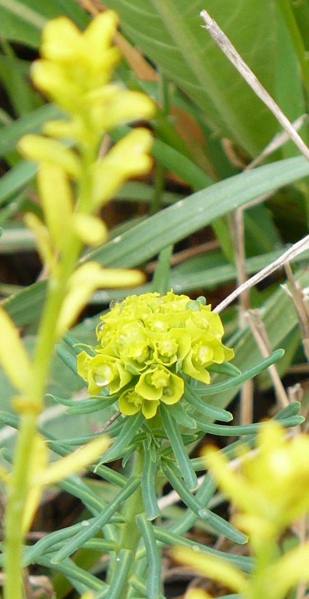 Euphorbia cyparissias / Euforbia cipressina