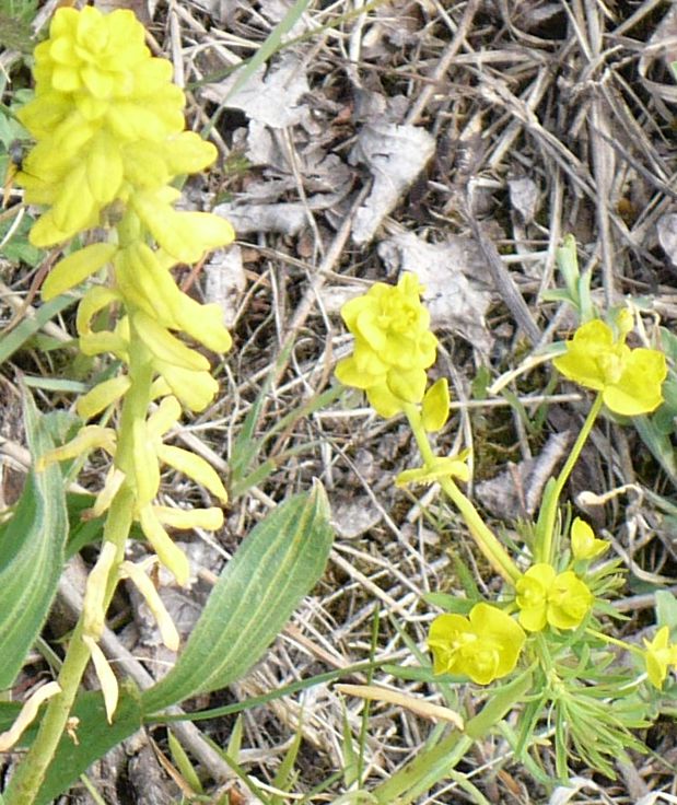 Euphorbia cyparissias / Euforbia cipressina