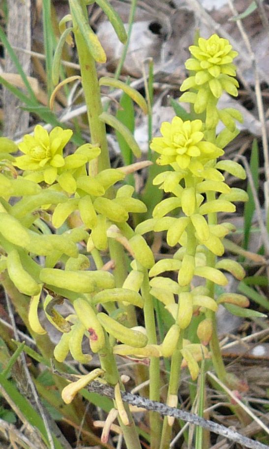 Euphorbia cyparissias / Euforbia cipressina