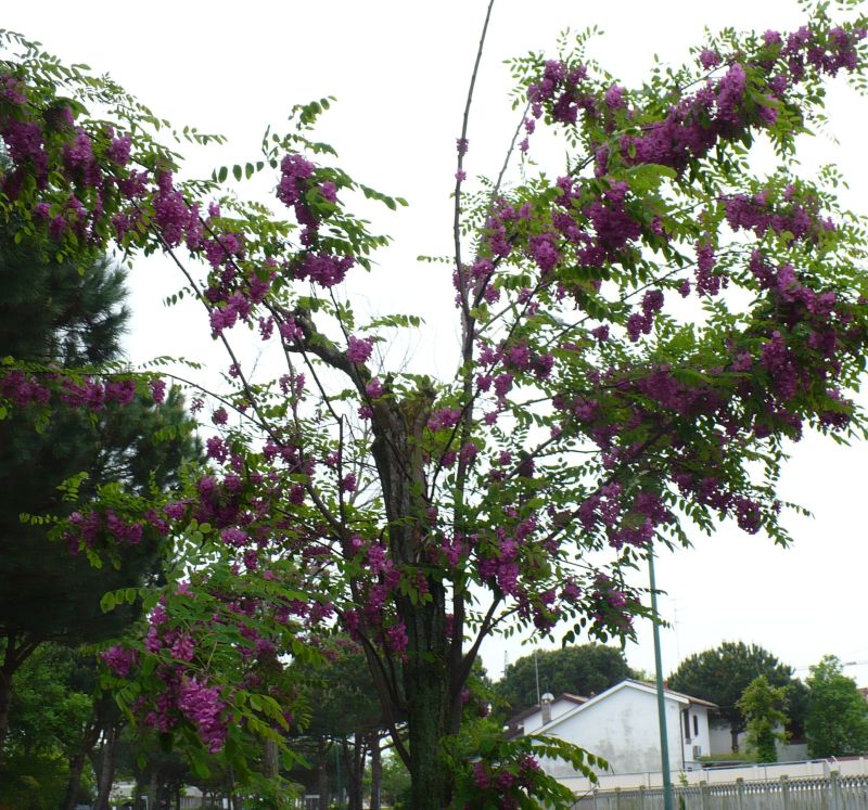 Robinia margaretta