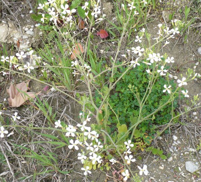 Raphanus raphanistrum subsp. raphanistrum/ Ravanello selvatico