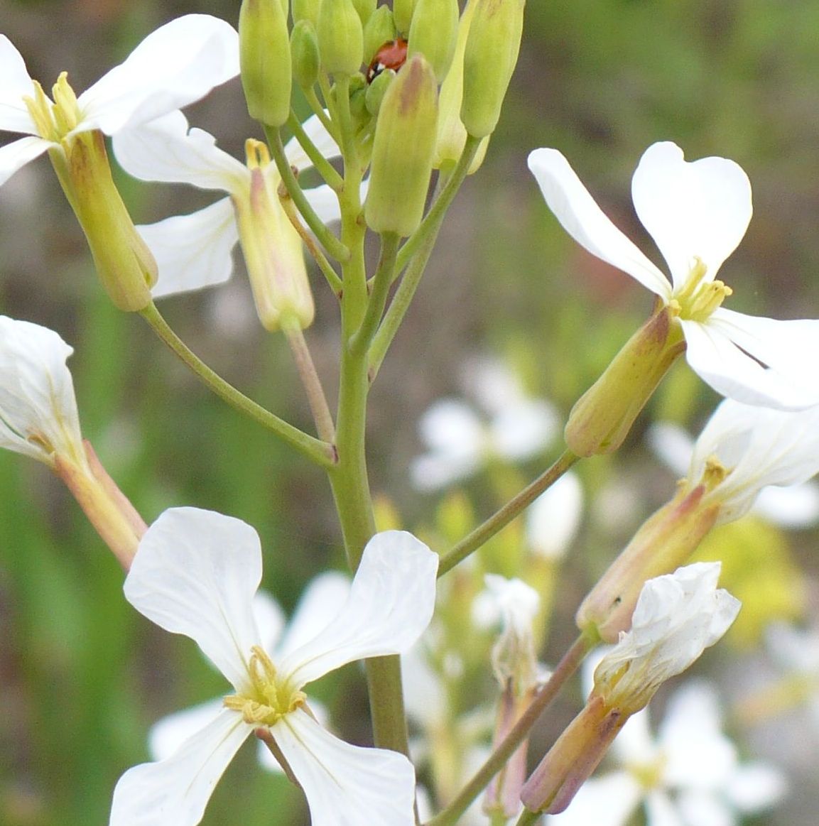 Raphanus raphanistrum subsp. raphanistrum/ Ravanello selvatico