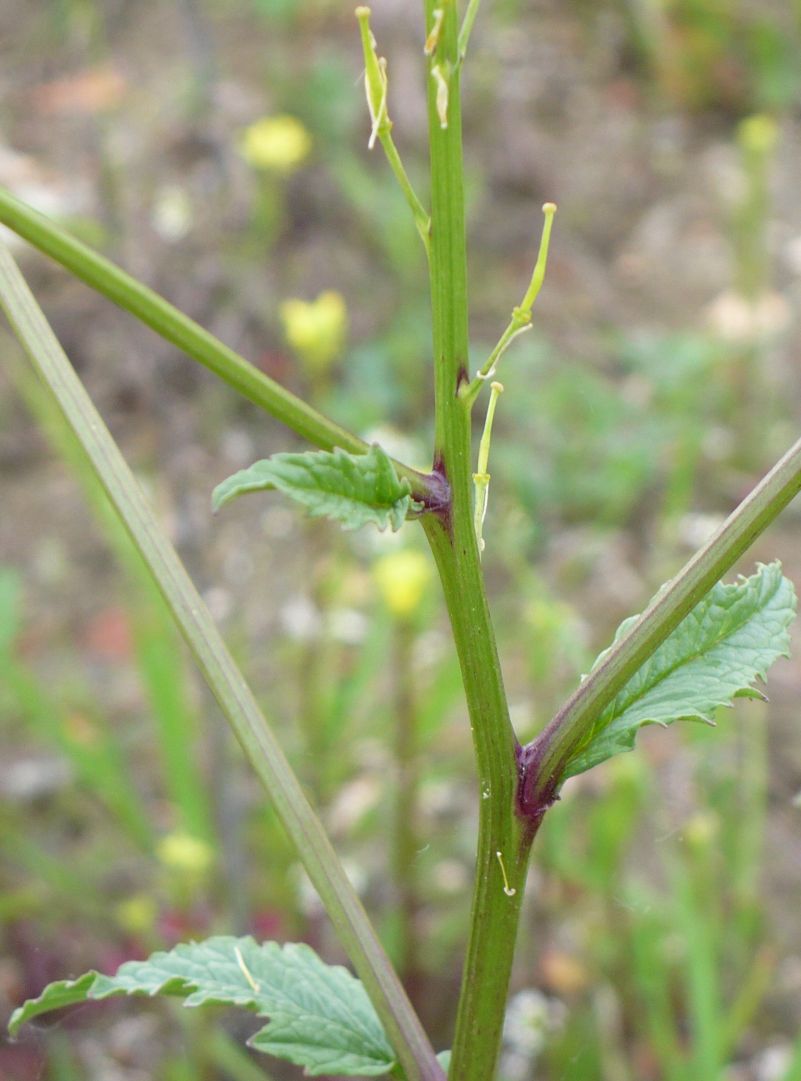 rapa  ??? - Sinapis sp.