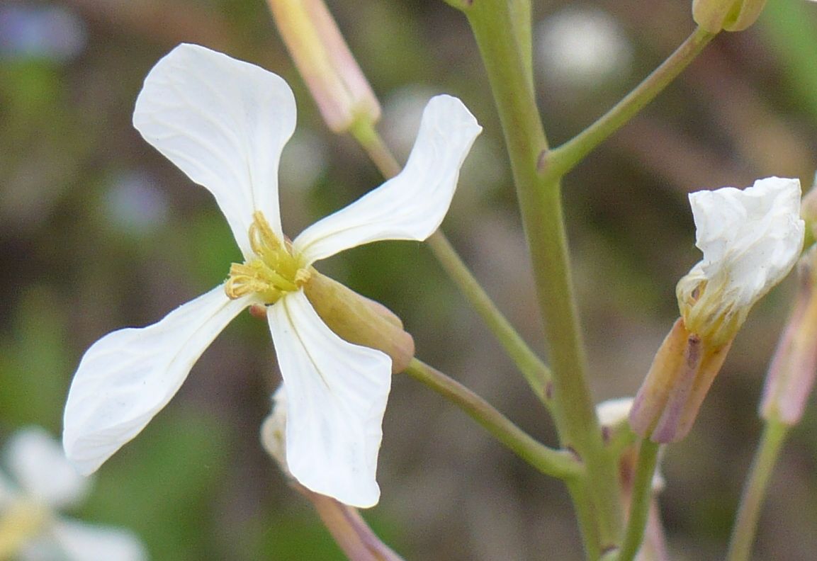 Raphanus raphanistrum subsp. raphanistrum/ Ravanello selvatico