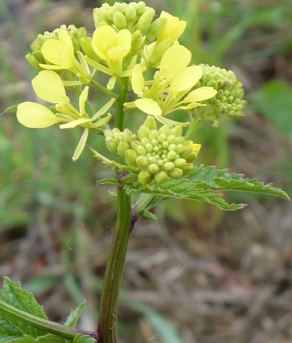 rapa  ??? - Sinapis sp.