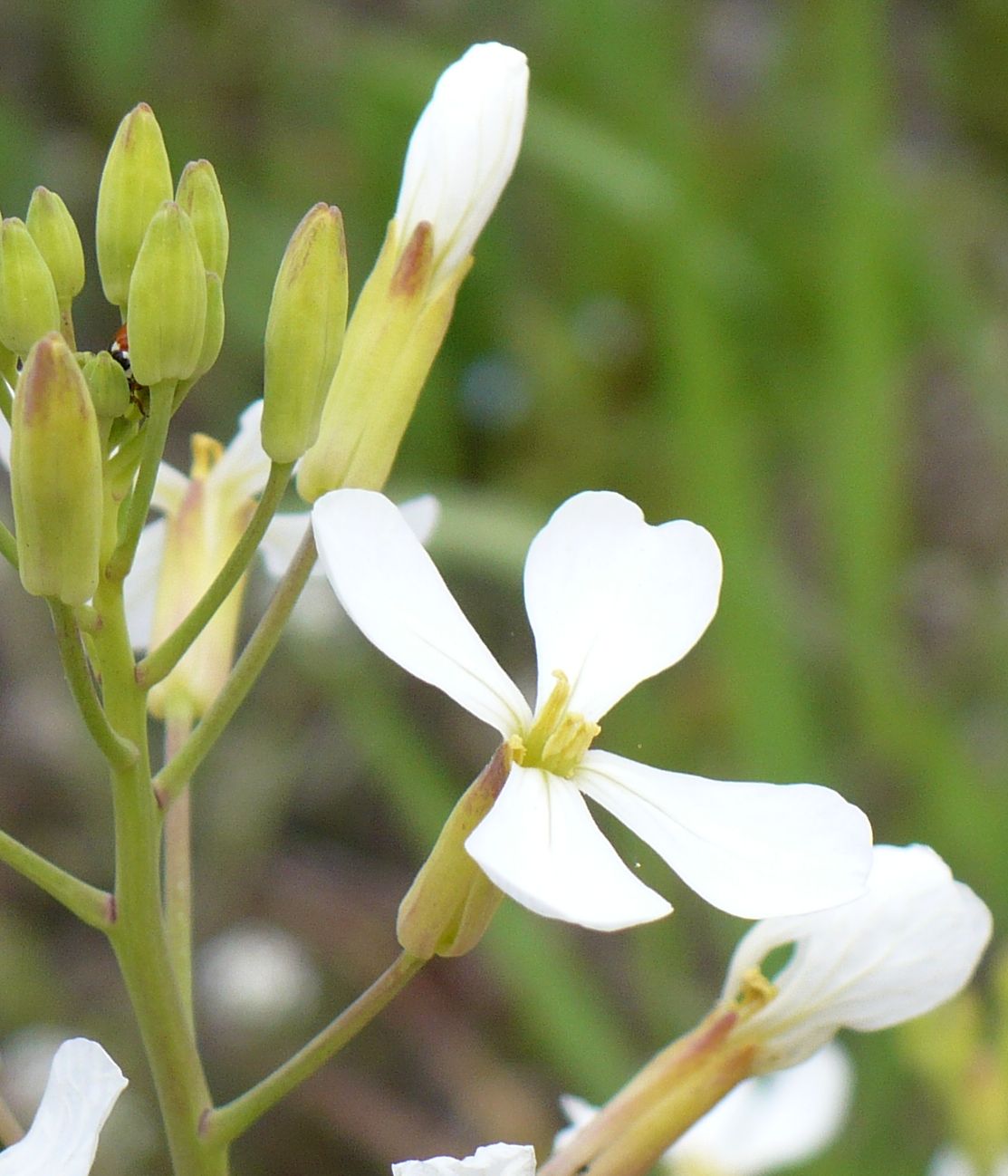 Raphanus raphanistrum subsp. raphanistrum/ Ravanello selvatico