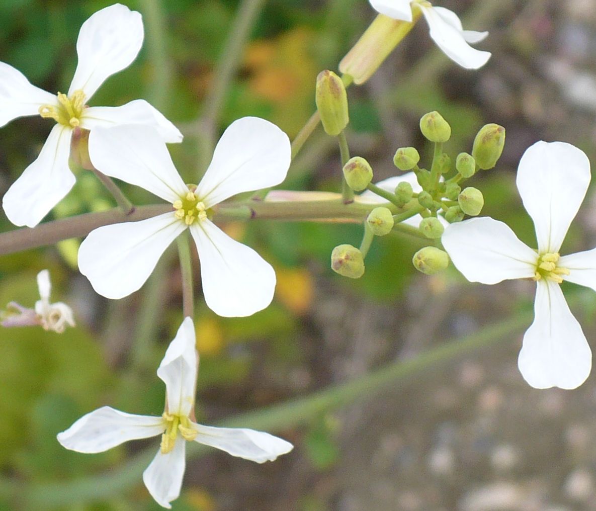 Raphanus raphanistrum subsp. raphanistrum/ Ravanello selvatico