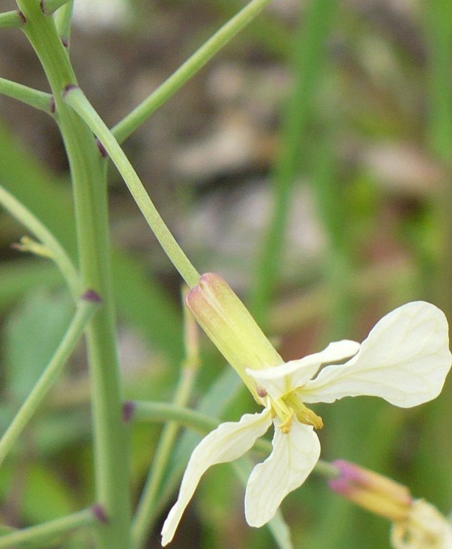 Raphanus raphanistrum subsp. raphanistrum/ Ravanello selvatico